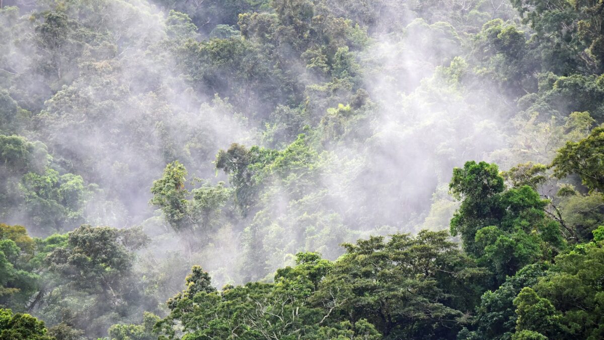 Albero dinamite: cos'è la pianta che spara i semi come proiettili