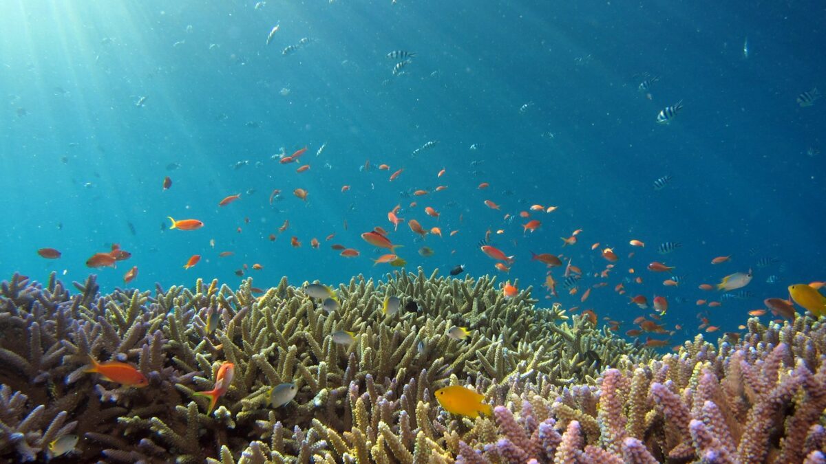 Asinara, nasce un'area di educazione marina: snorkeling e laboratori gratuiti