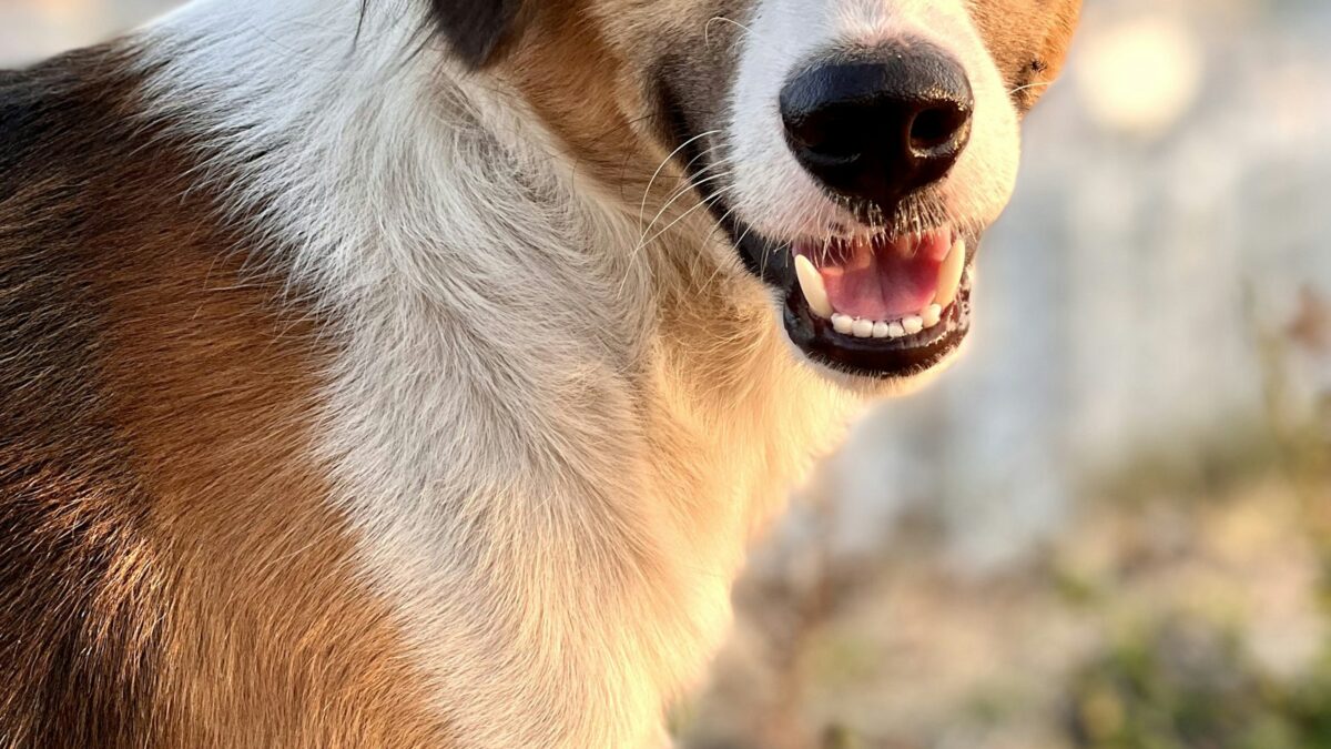 Cani da ricerca persone scomparse: in Toscana la scuola dove il fiuto diventa un gioco