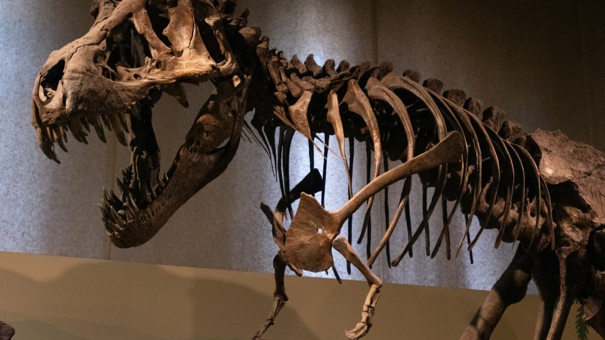 Che aria respiravano i dinosauri? Lo raccontano i loro denti