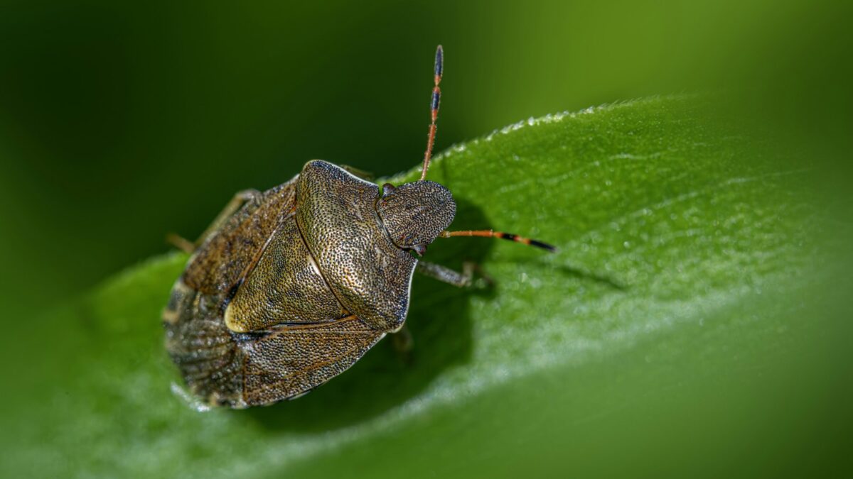 Cimici in casa: perché arrivano in autunno e come allontanarle senza schiacciarle