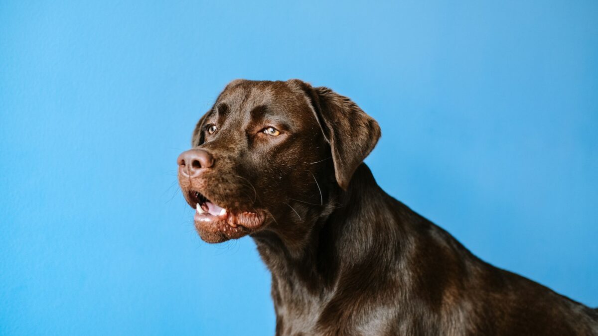 Il cioccolato fa male ai cani? Perché è pericoloso e cosa fare se ne mangiano