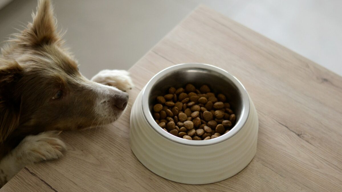 Come cambiare cibo al cane (e al gatto) senza rifiuti e mal di pancia