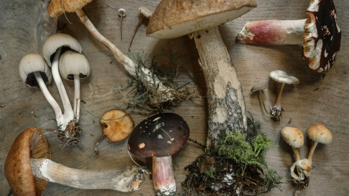 Come pulire i funghi: porcini, champignon e chiodini senza rovinarli