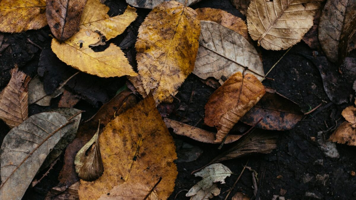Cosa fare con le foglie secche in giardino: compost, pacciamatura e rifugio per animali