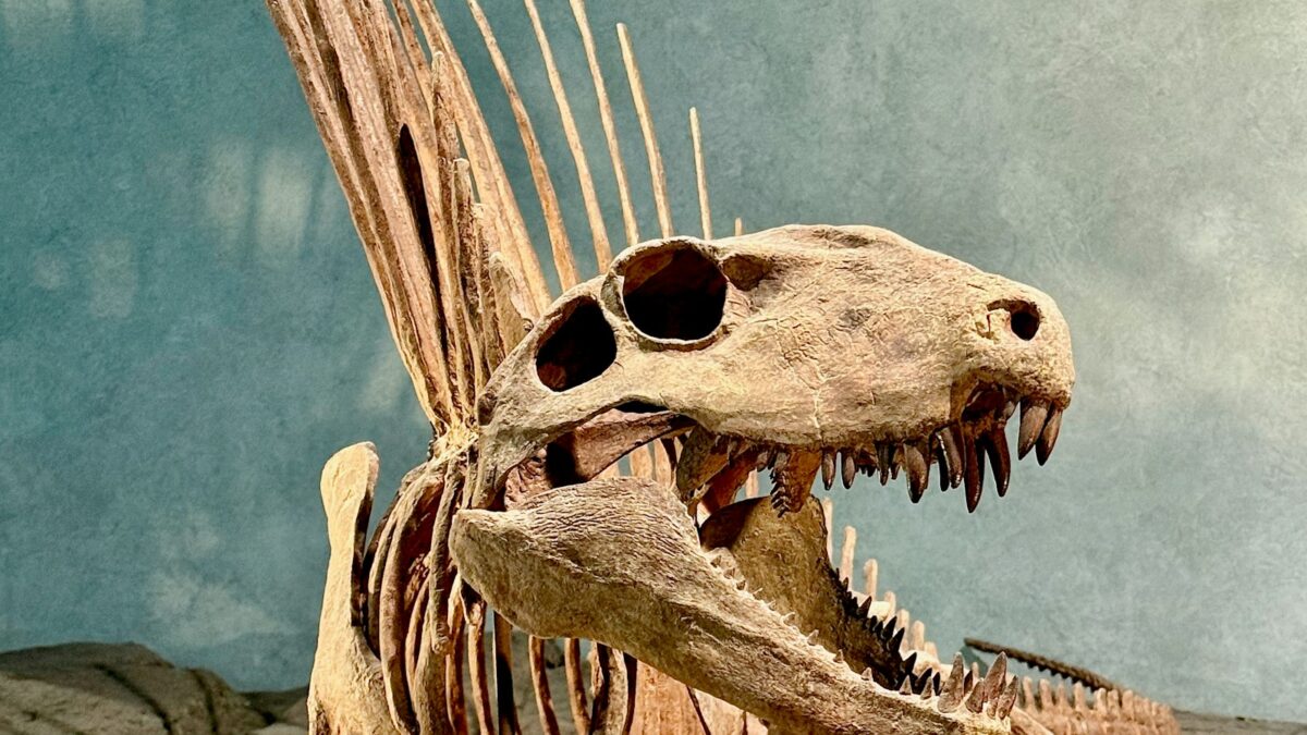 Scoperto in Cina un dinosauro con quattro ali: lo studio guidato da Teramo