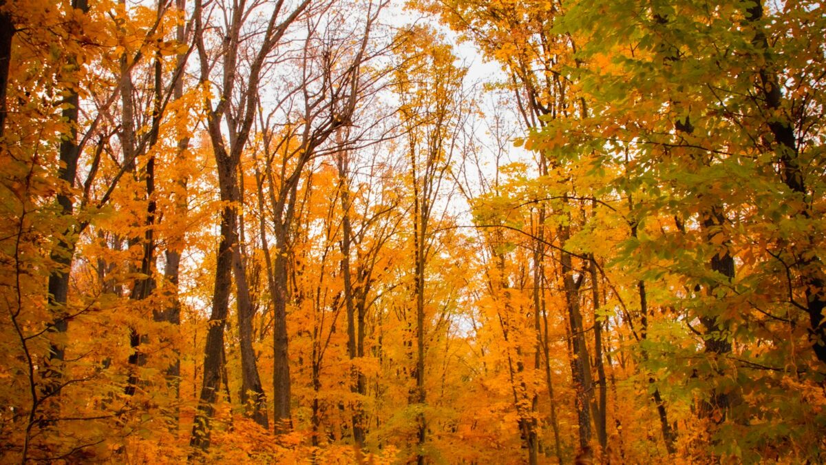 Foliage in Italia: dove vedere i colori dell'autunno, da nord a sud