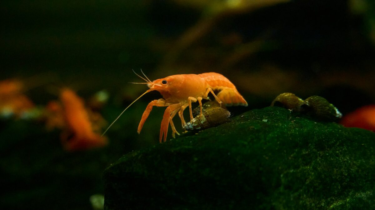 Dopo "Crawzilla", trovato il gambero di fiume più grande del Nord America