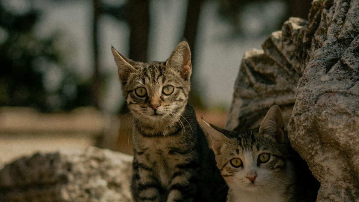 I gatti di Pompei diventano un libro: la colonia che vive tra le rovine
