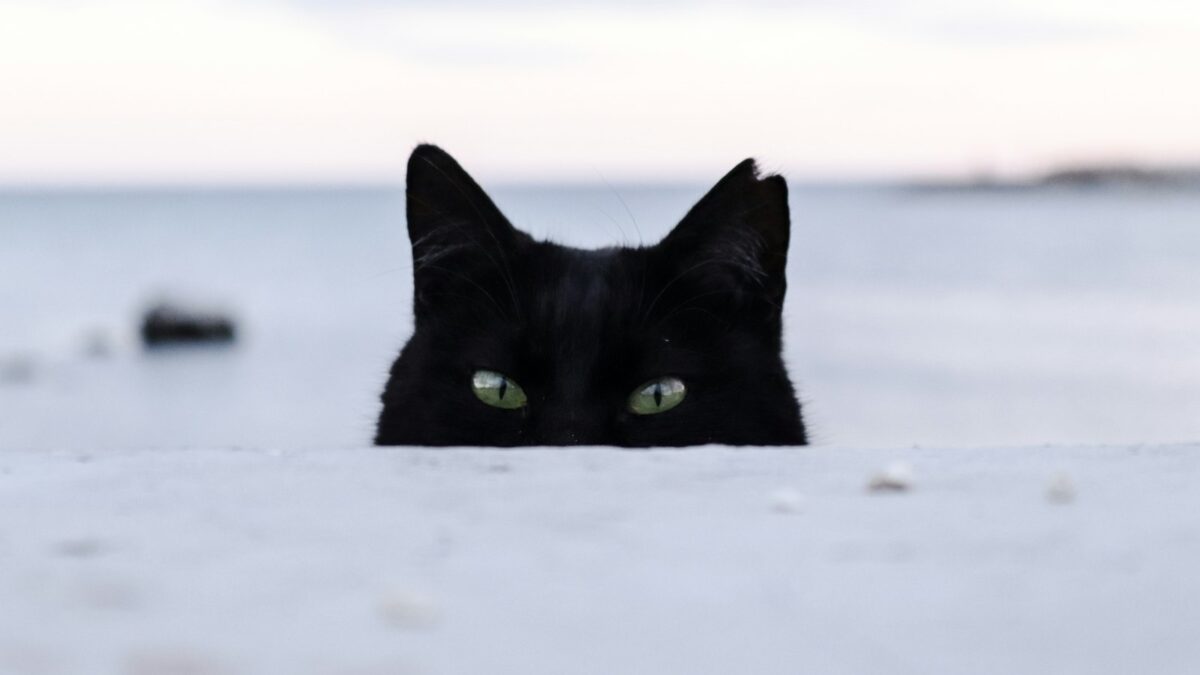 Perché il gatto nero porta sfortuna? Storia di una superstizione