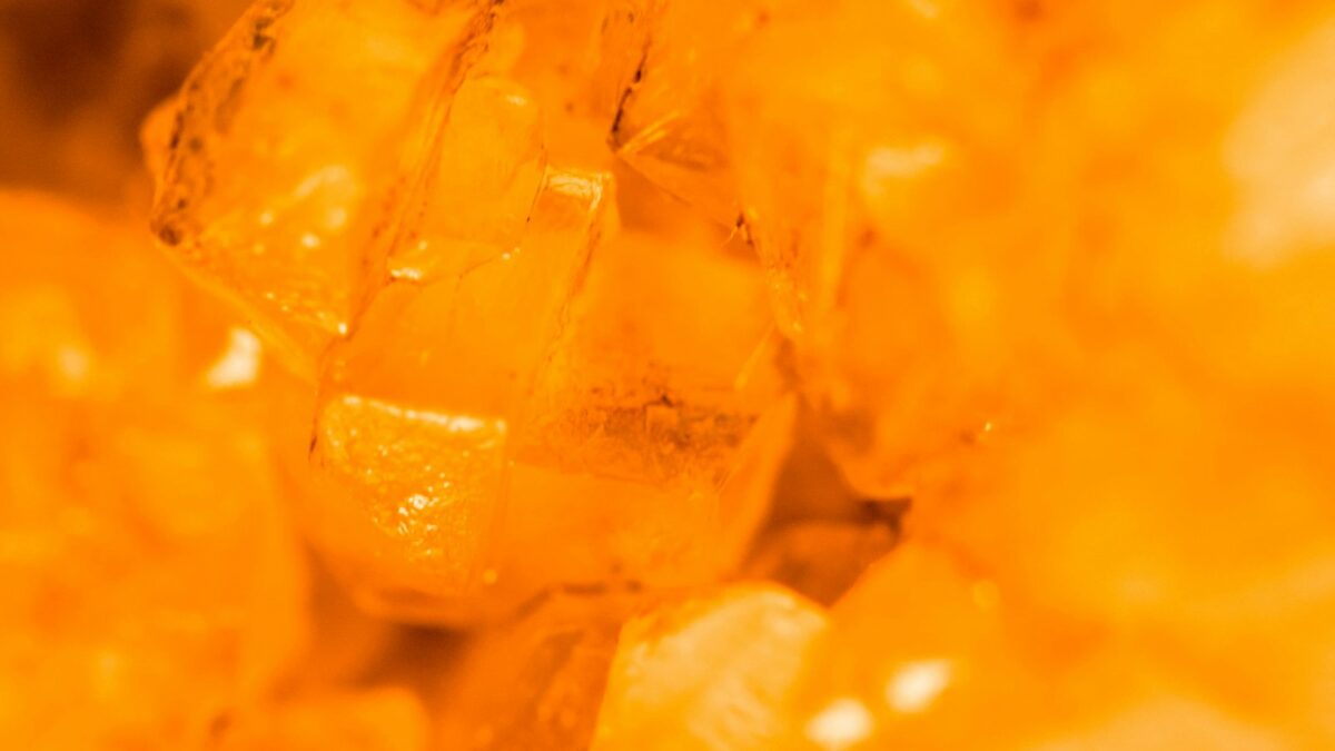 Insetto nell'ambra di 99 milioni di anni: si chiama come Noo-Noo dei Teletubbies