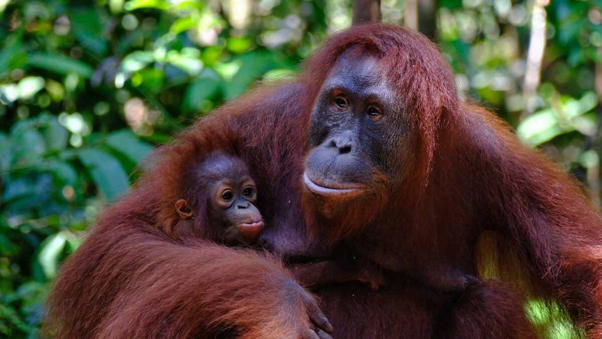 Mamme orango organizzano gli incontri per far giocare i piccoli: lo studio nel Borneo