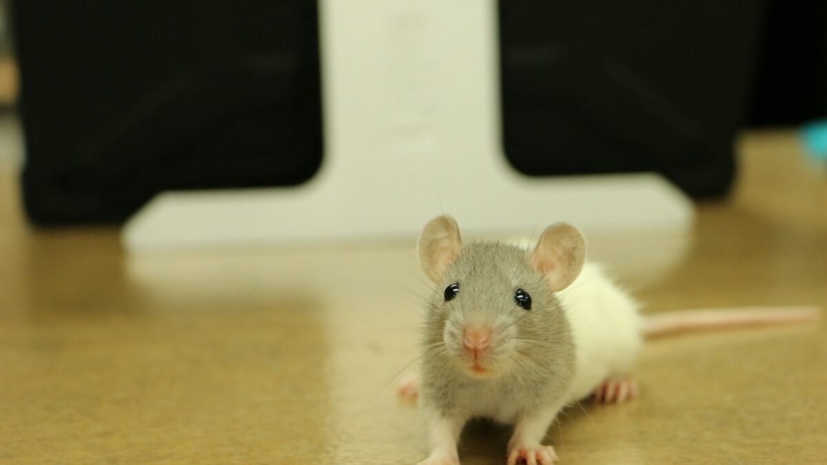 Una molecola che protegge la memoria quando si invecchia: lo studio su Nature Neuroscience