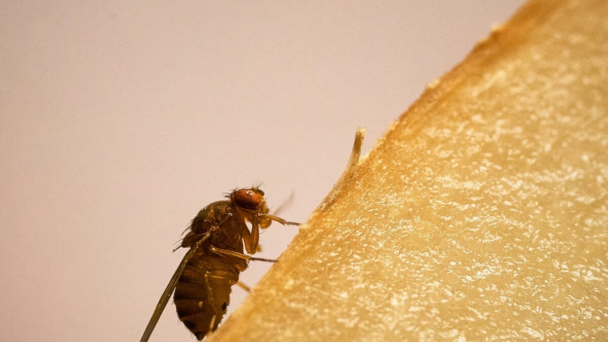 Moscerini della frutta in casa: da dove arrivano e come eliminarli