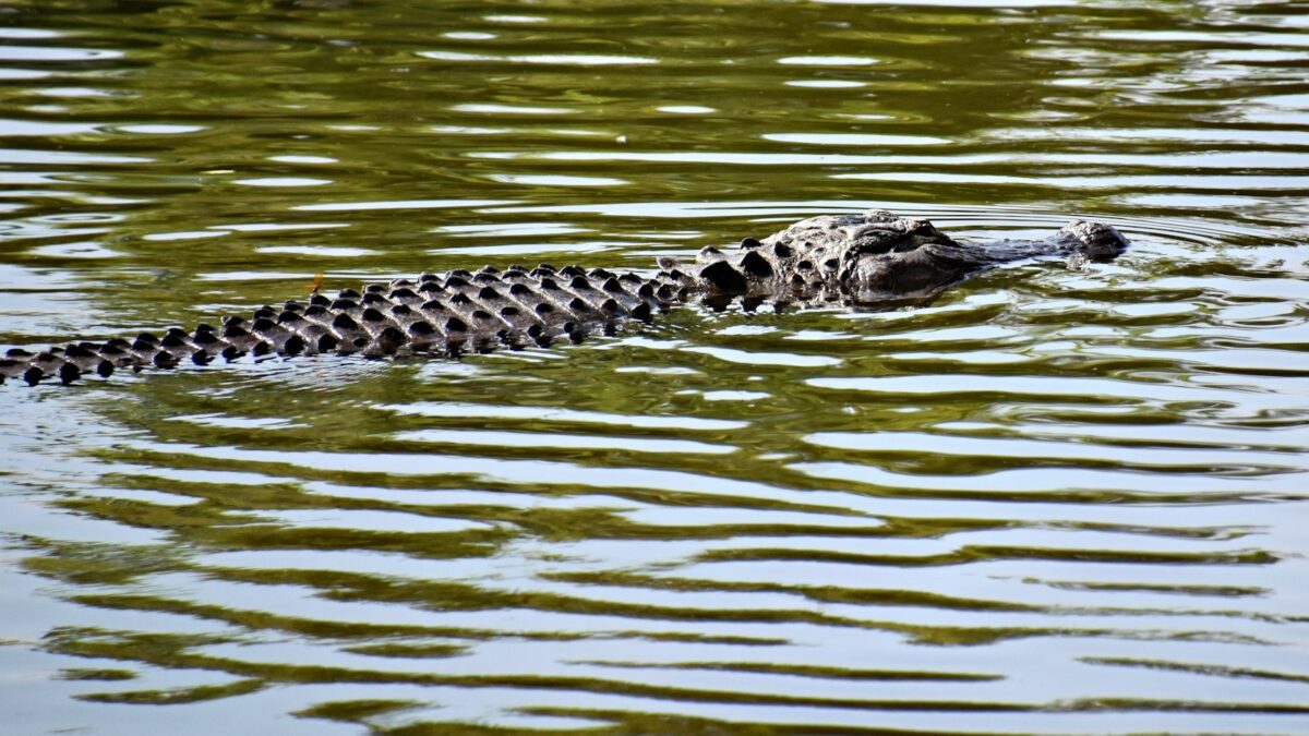 Nuova specie di coccodrillo in Egitto: il suo cranio era stato scambiato per cento anni