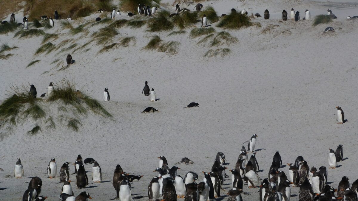 Nuova specie di pinguino dopo oltre un secolo: vive alle isole Kerguelen