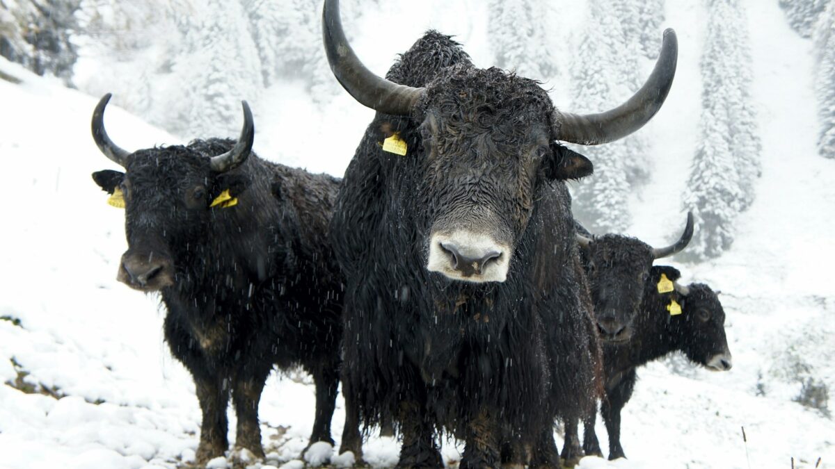 Yak X, scoperta una nuova specie di yak estinta grazie al DNA di una grotta siberiana