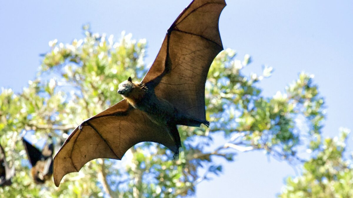 I pipistrelli sono nati in Europa 65 milioni di anni fa: lo dice il loro DNA