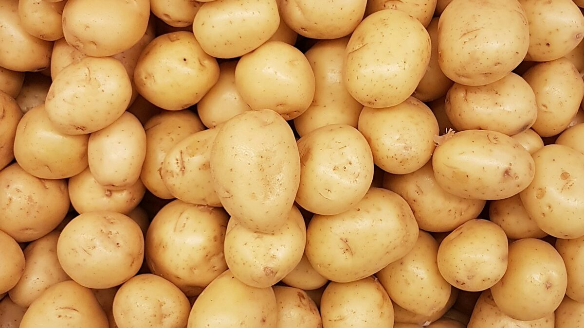 Patate verdi o germogliate: si possono mangiare? Cosa sapere sulla solanina