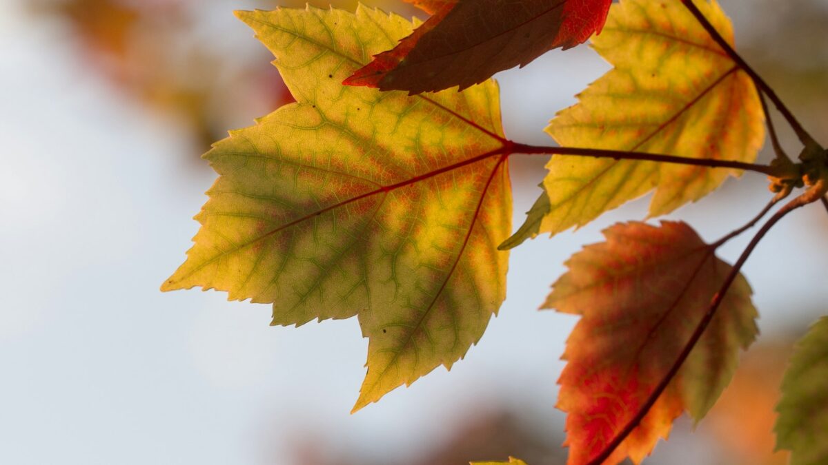 Perché in autunno le foglie diventano gialle e rosse? La spiegazione semplice