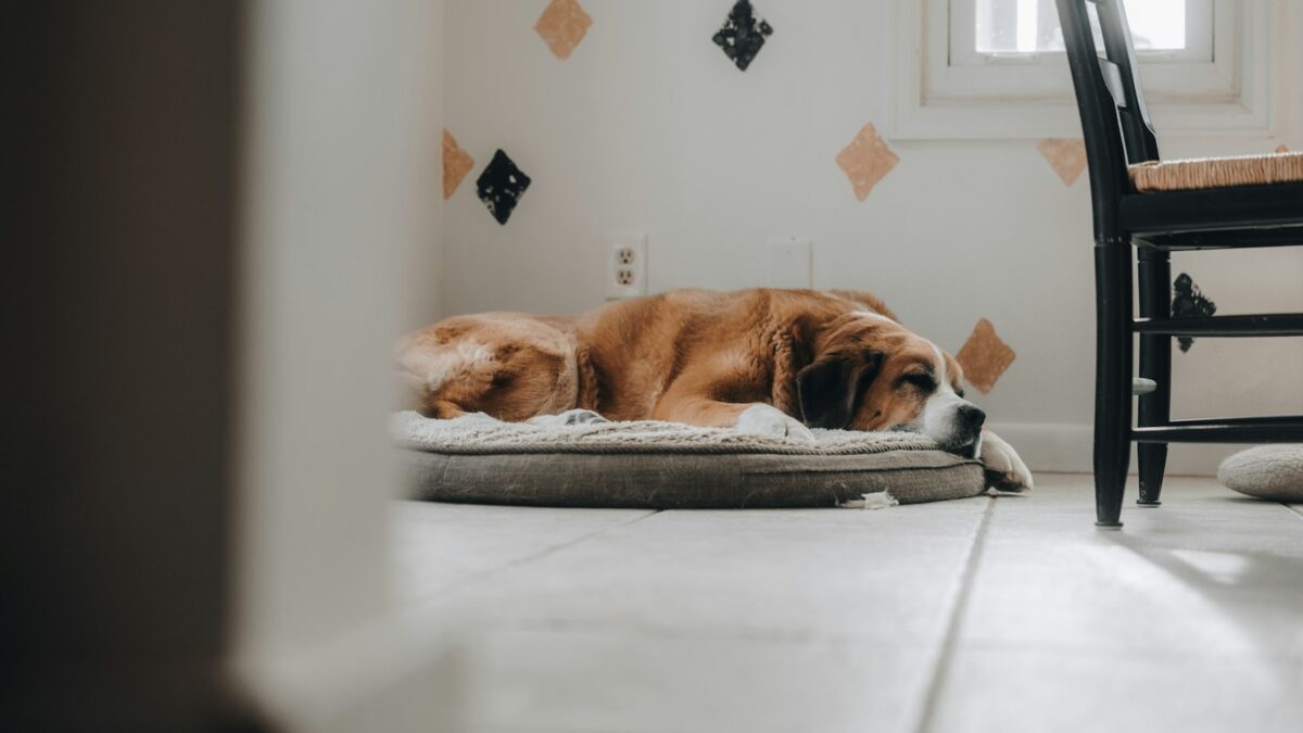 Perché i cani girano su se stessi prima di sdraiarsi? Le spiegazioni