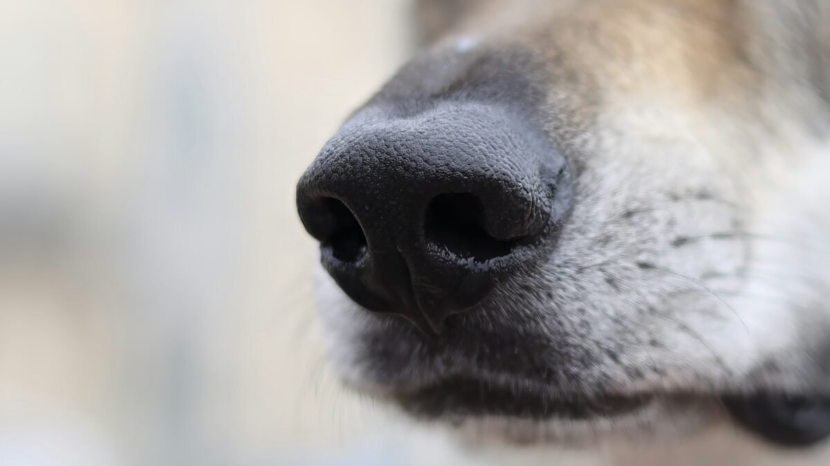 Perché i cani hanno il naso bagnato? Cosa c'è da sapere