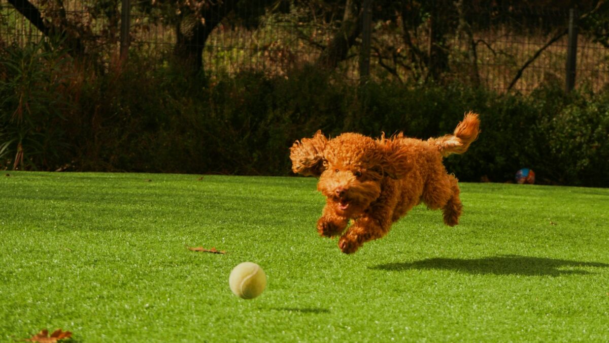 Perché i cani mangiano l'erba? Cosa dicono gli studi e quando preoccuparsi