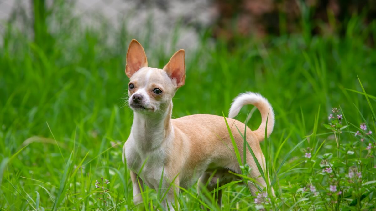 Perché i cani piccoli vivono di più? La risposta è scritta nel loro DNA