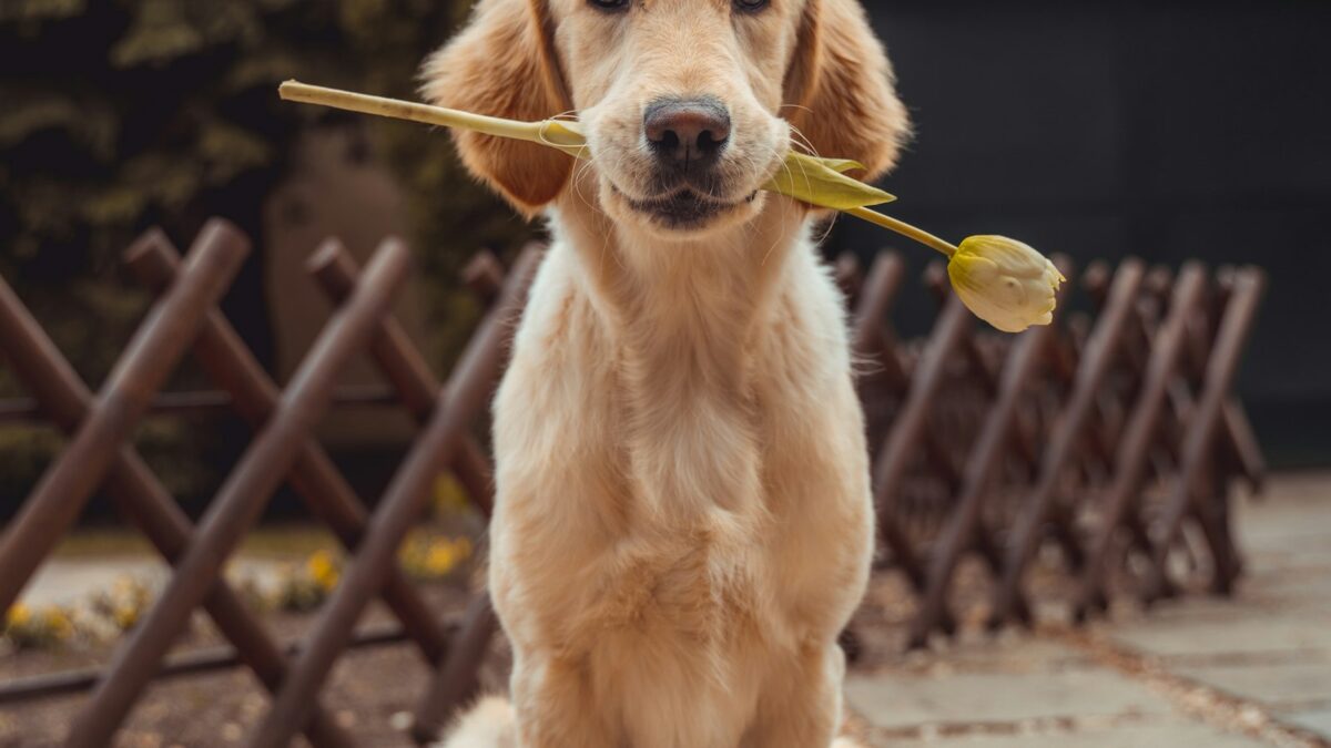 Perché i cani scodinzolano? Cosa dicono la coda e la sua direzione