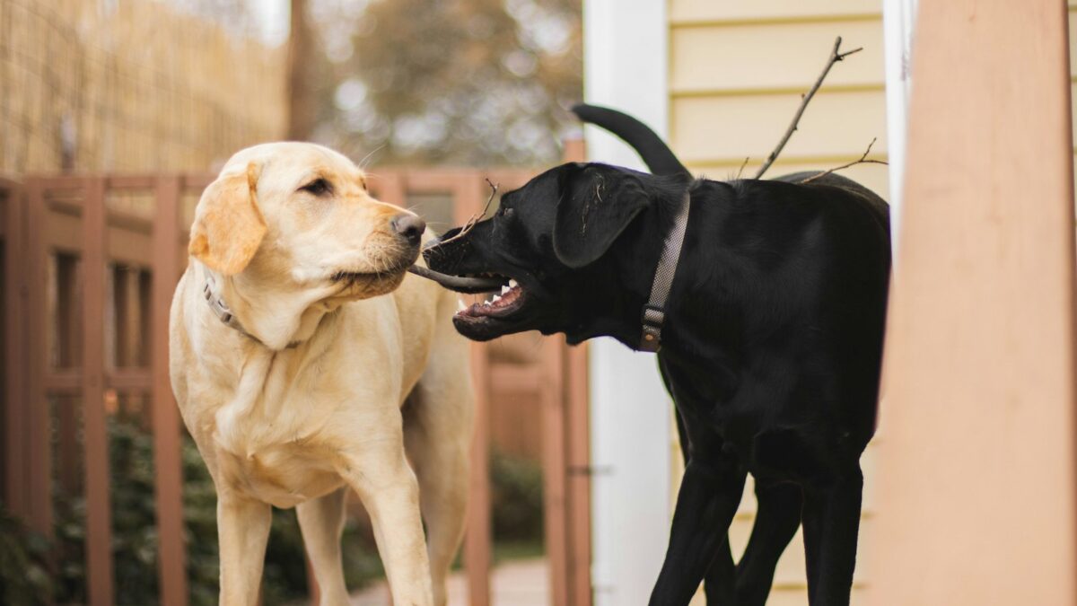 Perché i cani si annusano il sedere? È il loro modo di presentarsi