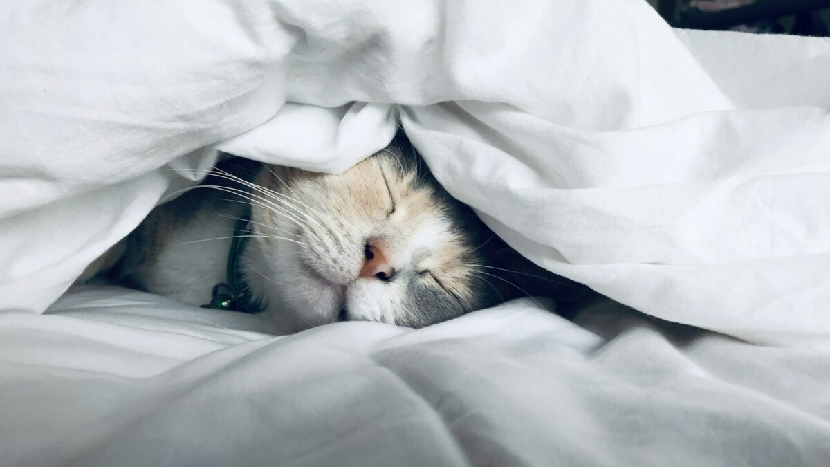 Perché i gatti dormono così tanto? Quante ore è normale e quando preoccuparsi