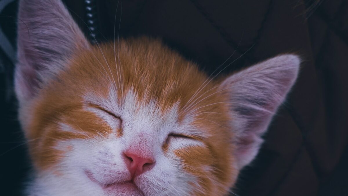 Perché i gatti fanno le fusa? Come nascono e cosa vogliono dire