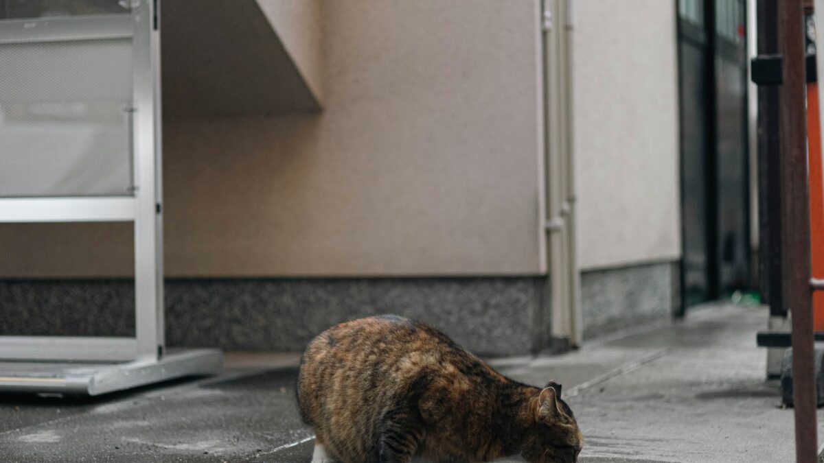 Perché i gatti hanno paura dell'acqua? Le spiegazioni (e le eccezioni)