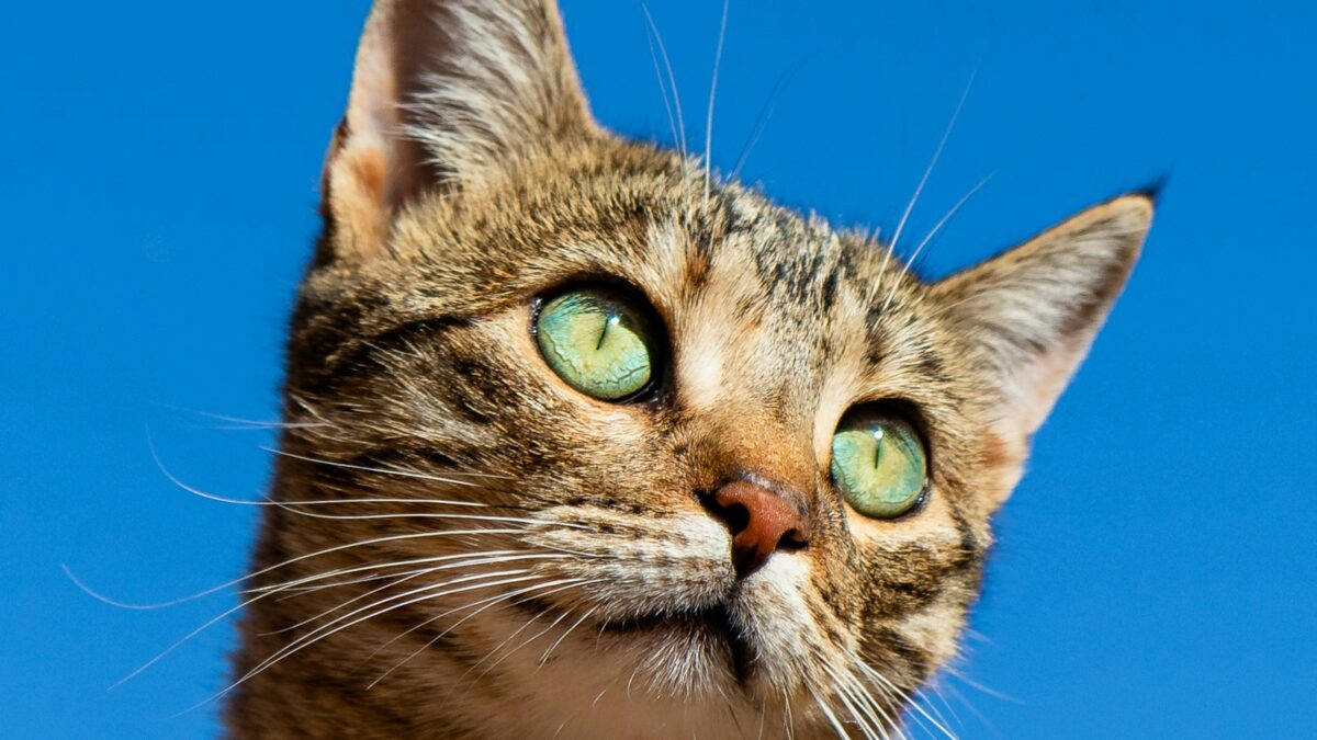 Perché i gatti miagolano? Il verso che hanno «inventato» per parlare con noi