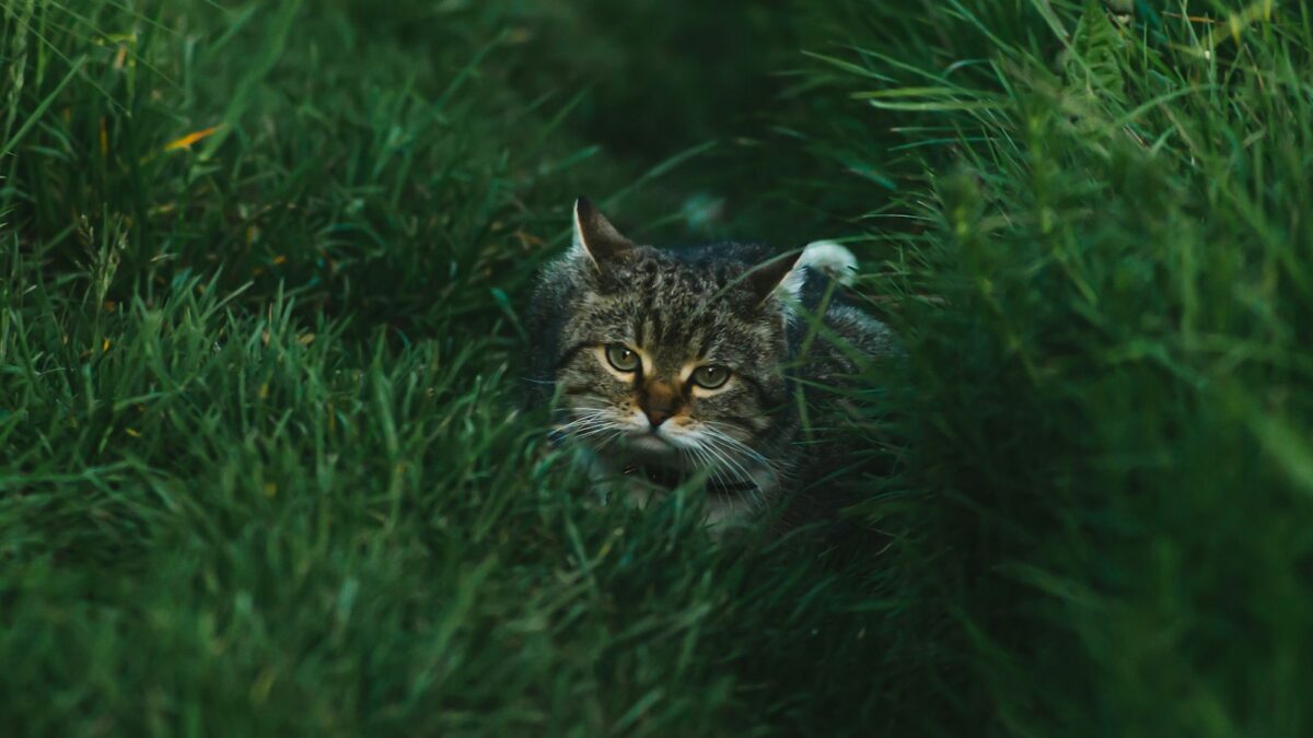 Perché i gatti portano le prede in casa? Cosa vogliono dirci davvero