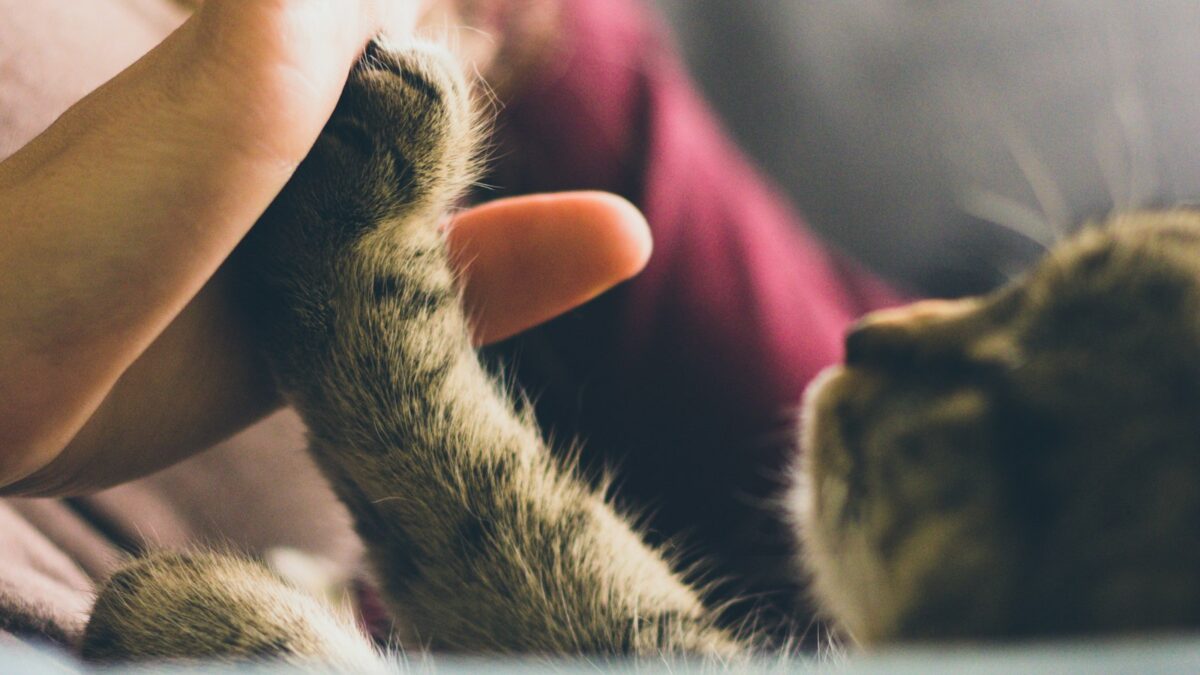 Perché i gatti si strusciano sulle gambe: cosa vogliono dirci davvero