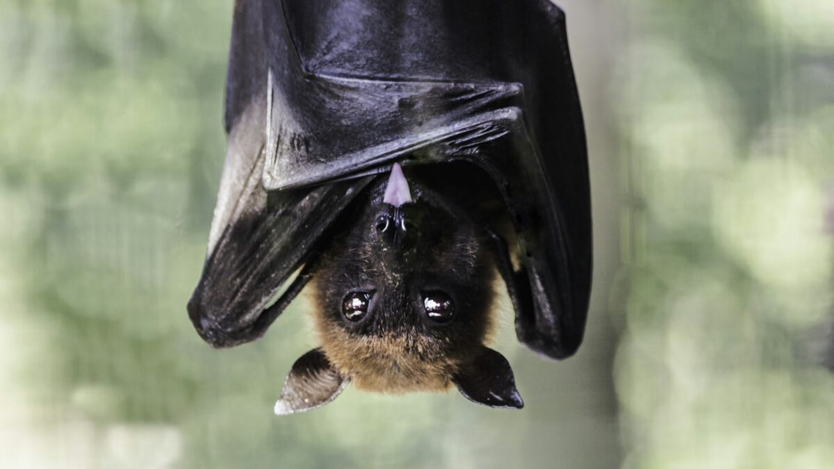 Perché i pipistrelli dormono a testa in giù? Il trucco dei tendini e del decollo