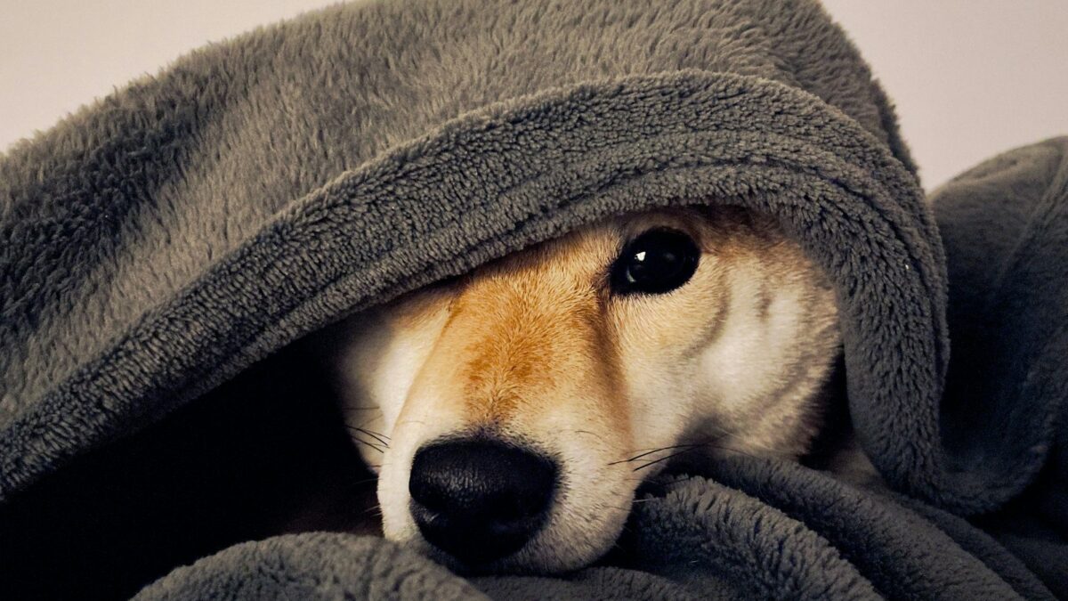 Perché il cane trema? Le cause più comuni e quando chiamare il veterinario