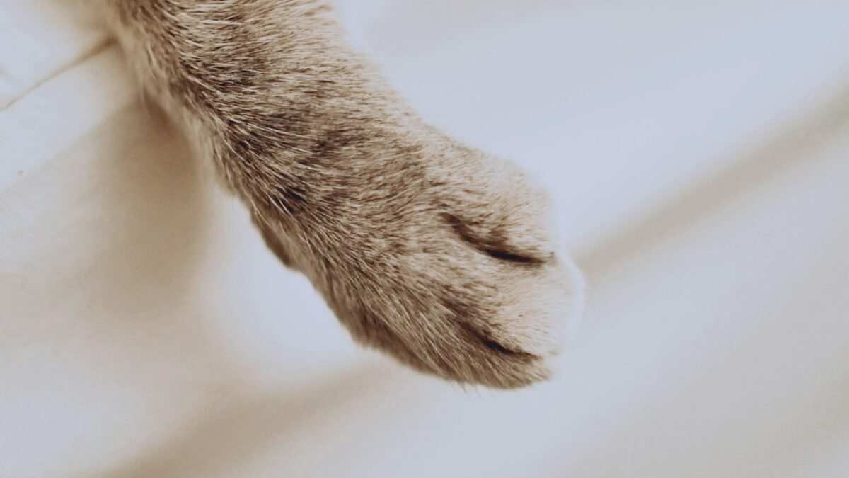 Perché il gatto impasta? Il significato del gesto della «pasta» con le zampe