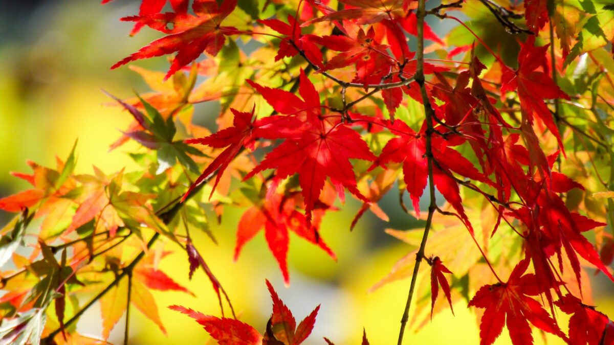 Perché le foglie cambiano colore in autunno? La spiegazione semplice