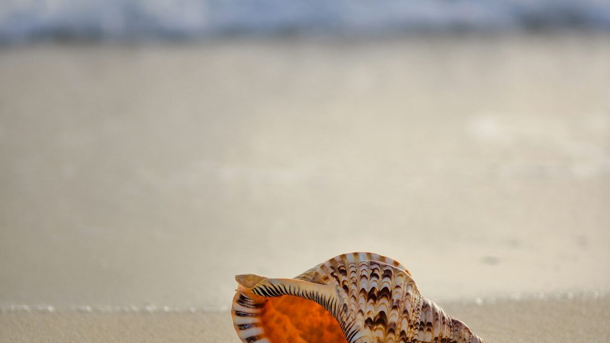 Perché nella conchiglia si sente il mare? La spiegazione è nell'aria