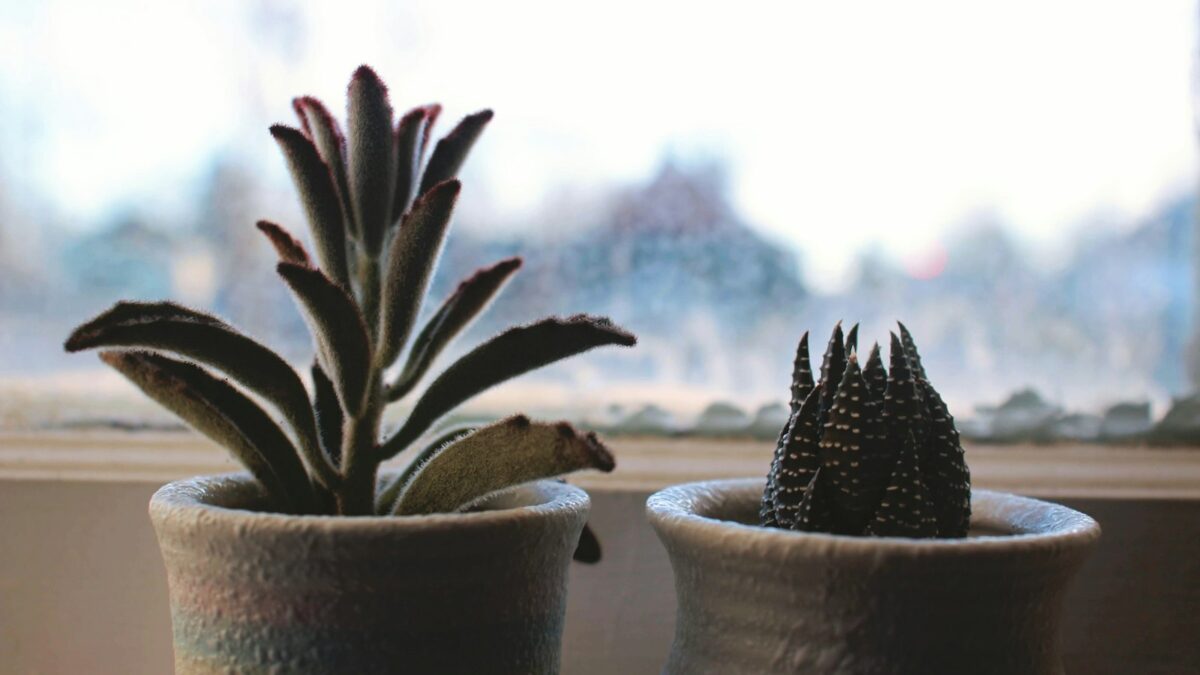 Piante da appartamento in inverno: come curarle quando fa freddo