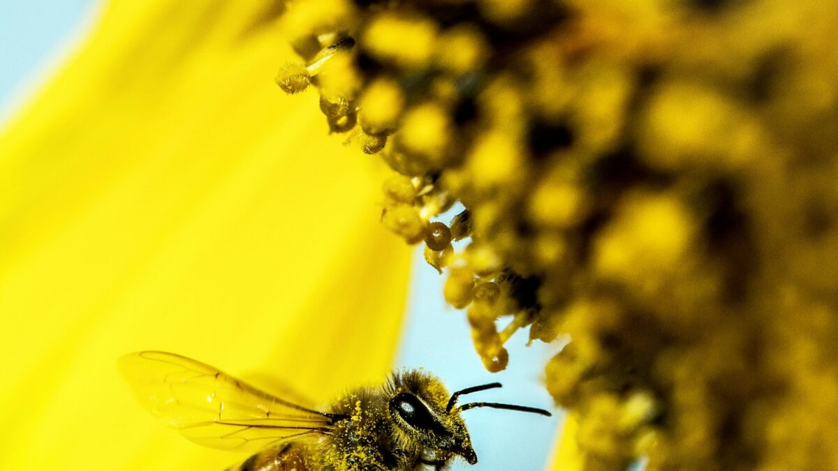 Puntura d'ape: perché il pungiglione continua a iniettare veleno