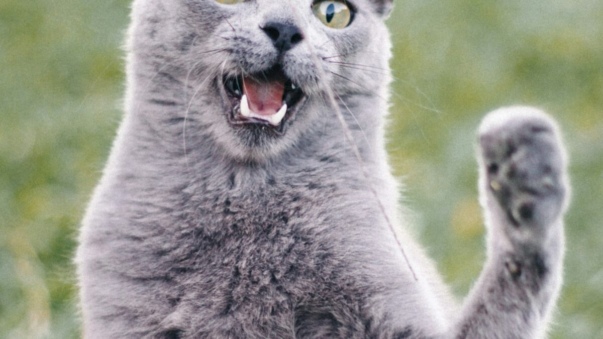 Sindrome di Marfan nei gatti: i primi due casi sono due fratelli