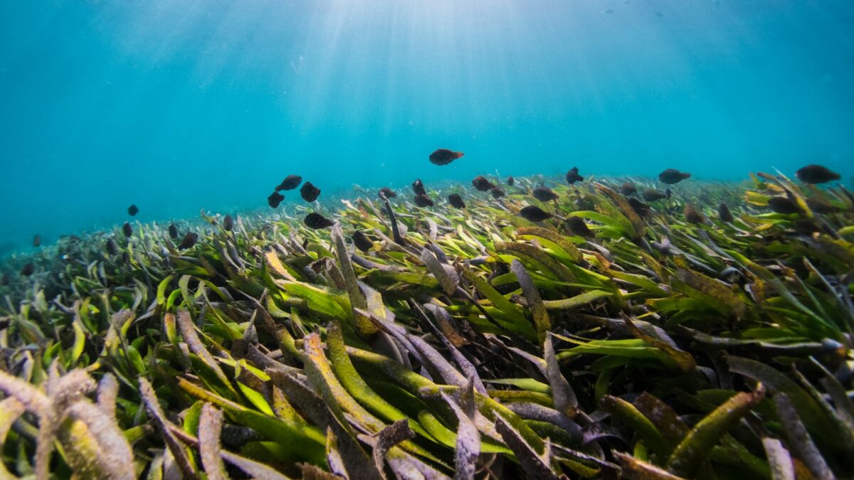 Il "battito" del mare: i suoni sottomarini rivelano la salute dell'Adriatico