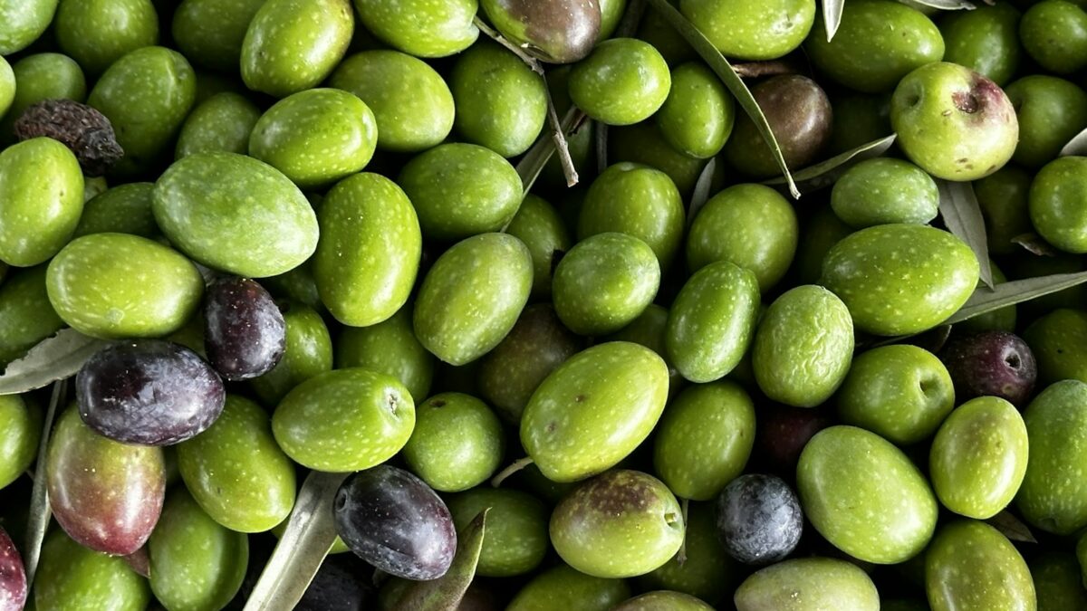 Unto 2026 ad Assisi: un mese di festa per l'olio nuovo tra frantoi aperti e trekking